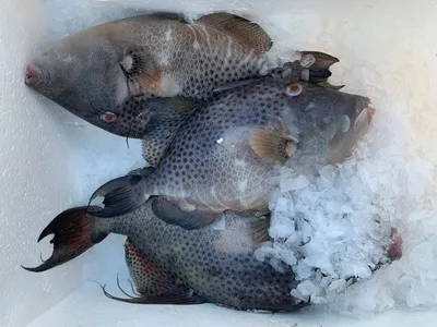 Viridescens Balistoides рыбы -триггера коралловых рифов гигантского  Triggerfish титана крупнейшие. Красное Море, Египет Стоковое Фото -  изображение насчитывающей гигантско, коралл: 174104324