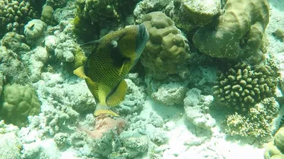 School Of Fish That Includes Trigger Fish And Yellowtail Snapper In An  Underwater Seascape Фотография, картинки, изображения и сток-фотография без  роялти. Image 20547106