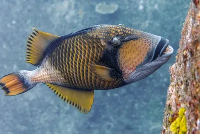 File:Titan triggerfish (Balistoides viridescens).jpg - Wikimedia Commons