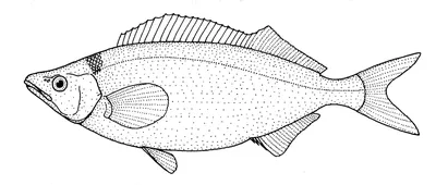 Самая большая раковина Гигантский австралийский трубач (Syrinx aruanus)  купить