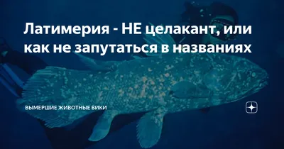 Латимерия или целакант (лат. Latimeria или Coelacanth) – Интересные животные