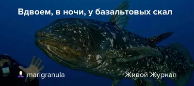 Латимерия - НЕ целакант, или как не запутаться в названиях | Вымершие  животные вики | Дзен