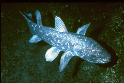 Латимерия или целакант (лат. Latimeria или Coelacanth) – Интересные животные