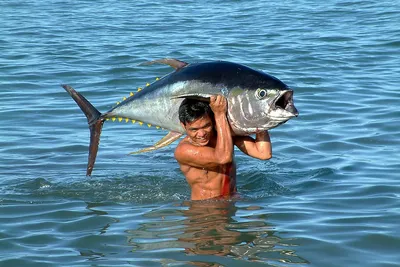 Рыба тунец фото фото