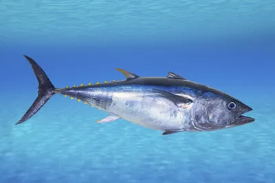 Рыба тунец фото фото