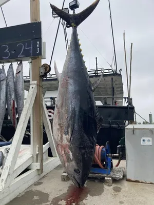 Посмотрите на улов: 300-килограмовый тунец