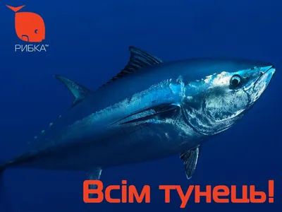 Что отличает тунца от других рыб? Готовим тунца - в чем тонкости?