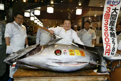 Маленький Tunny Catch Тунец Рыба Морепродукты — стоковые фотографии и  другие картинки Тунец - животное - Тунец - животное, Белый фон, Рыба -  iStock