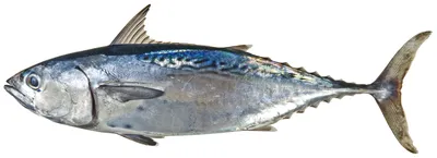Рыба Тунец - «Вкусная и полезная рыба для всей семьи.» | отзывы