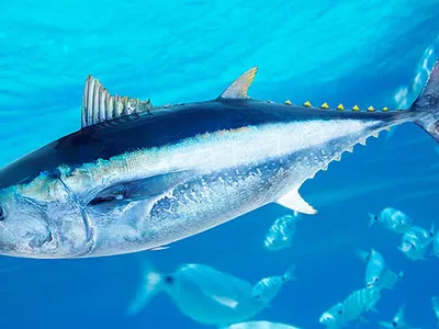 Рыба Тунец Тунец Синяя Тунец Плавника Thunnus Thynnus Fish Чартерная  стоковое фото ©mikeledray 493415558