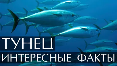 Огромная рыба , тунец, на удочке …» — создано в Шедевруме