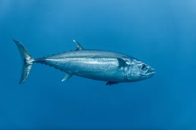 Голубой тунец - рыболовный тур