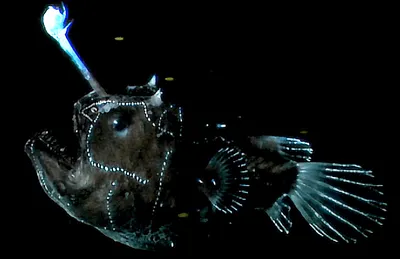 Глубоководная, донная рыба удильщик, …» — создано в Шедевруме
