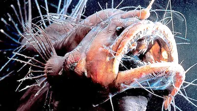Слияние самца рыбы-удильщика с телом самки обеспечивает отсутствие  нормального иммунитета