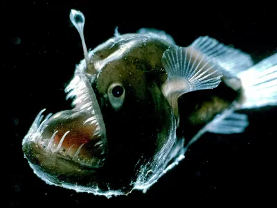 Среда обитания рыбы-удильщика и интересные факты о морском черте | Удивись!  | Дзен