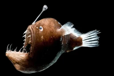 В США ученые сняли на видео очень редкую рыбу с ногами - РИА Новости,  25.12.2019