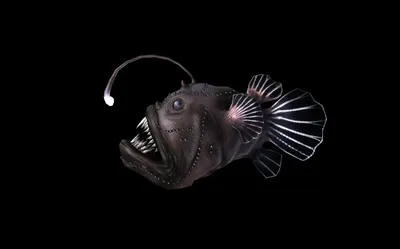 Редкая рыба-удильщик найдена в Кильском заливе