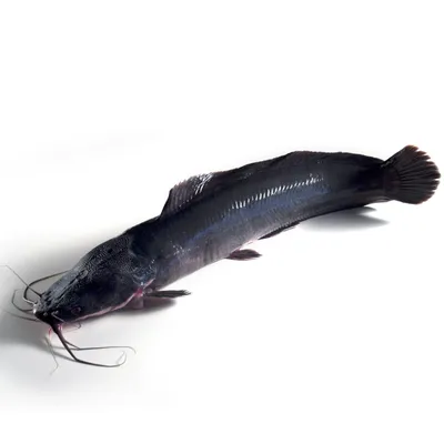 Угорь. Это рыба или змея? В чем сходство и различие угря и Мраморного  клариаса? | Рыбка из хорошей семьи | Дзен