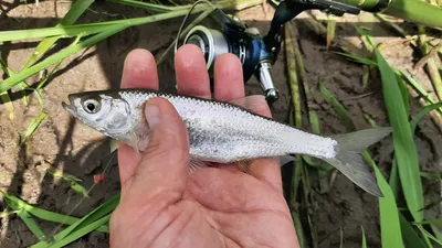 Искусство ловить уклейку - Публікації про риболовлю GoldFishNet