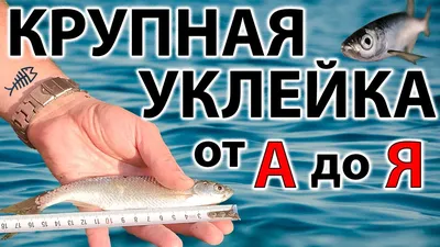 Уклейка - fishstocking.ru