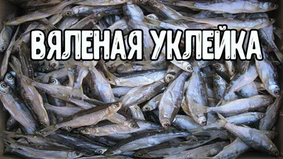 Обыкновенная Уклейка Небольшая Пресноводная Крупная Рыба Семейства Карповых  На Фоне Измерительной Сетки 5 Мм Ихтиологическ — стоковые фотографии и  другие картинки Вода - iStock