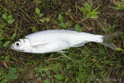 Ловля уклейки на мормышку по последнему льду