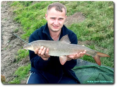 Усач крымский, рыба семейства карповых, Barbus tauricus