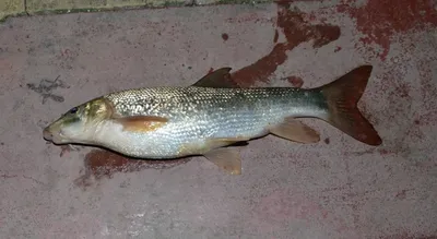 Рыбы наших вод - Усач булат-маи, усач-чанари Luciobarbus... | Facebook