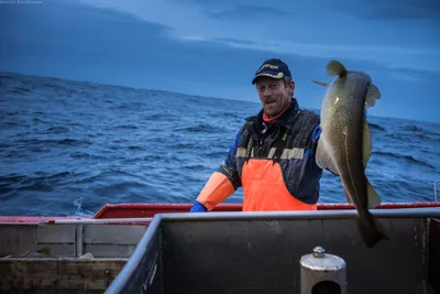 Lange_fishing - Серый морской петух!!! Жадная и очень голодная рыба,  которую можно встретить повсеместно в Норвегии, ловится разными способами,  но лучший это ловля со дна на наживку из рыбы или креветки.  #Рыбалкавнорвегии #