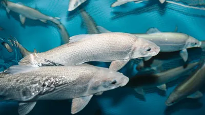 В Оби возможно превышение концентрации ртути в рыбе | fishcom.online