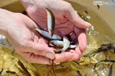 30 кг рыбы за 2 часа наловила красавица из Искитима | VN.RU