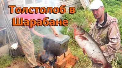 Сазан шарабан! Сазан горячего копчения в шарабане! Красотища, да ещё и  вкуснотища! - YouTube