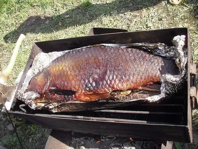 ДАЛЬНЕВОСТОЧНЫЙ ШАРАБАН ИЗ СИГА, Вкусный рецепт,рыбы горячего копчения, |  Fisherman DV.27RUS | Дзен