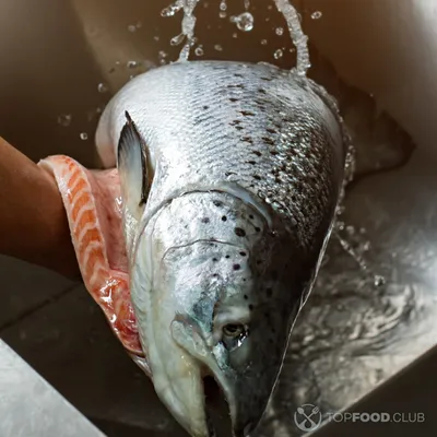 НАШ ЛЮБИМЫЙ РЕЦЕПТ🐟 РЫБА в сметанном соусе в духовке! Быстро и просто,  СОЧНО и всегда вкусно! - YouTube