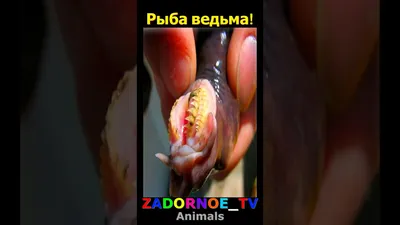 Рыба ведьма! - YouTube