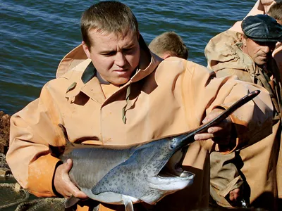 Веслонос, в чем же смысл такой «морды» | Аквариумные рыбки | Дзен