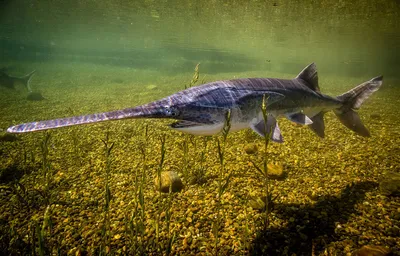 Довелось недавно поработать с 🐟 рыбой- веслонос. Что могу сказать, рыба  очень интересная и вкусная😋. Правда хоть она и относится к… | Instagram