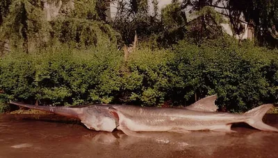 Довелось недавно поработать с 🐟 рыбой- веслонос. Что могу сказать, рыба  очень интересная и вкусная😋. Правда хоть она и относится к… | Instagram