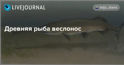 Рыба Веслонос | РИА Новости Медиабанк