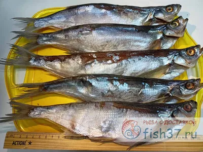 Рыба вяленая Северо-Западная Торговая Компания Краснопёрка \"Таранька\" |  отзывы