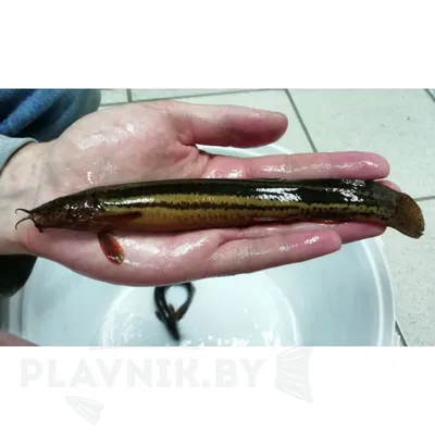 Тишин новый друг😱 рыба-вьюн! Слышали когда-нибудь о такой? Выглядит как  огромная пиявка или змея😻😅 #рыба #рыбавьюн | Instagram