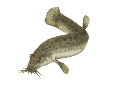 Вьюн (рыба) – описание, виды, где обитает, размножение, фото