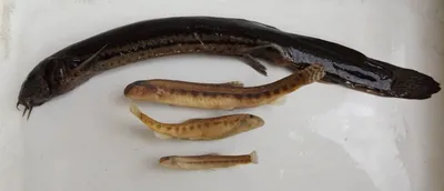 Вьюн, интересные факты об этой рыбе | Пикабу