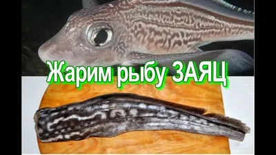 Морской Заяц - Dolabella Auricularia