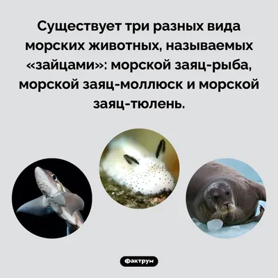 Акула-призрак темная с/м (до 0,5 кг) купить по выгодным ценам в Киеве,  заказать Рыба онлайн в интернет магазине морепродуктов ribka.ua