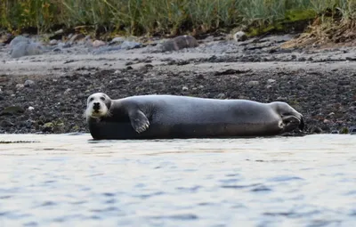 Файл:Морской заяц в Краеведческом музее Мурманска.JPG — Википедия