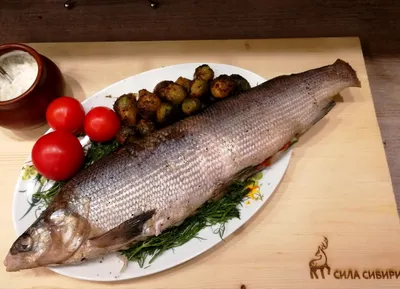 Как запечь рыбу в духовке | Рыбные советы - Easyfish