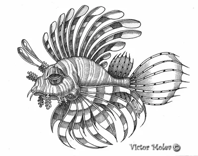 Pterois volitans | Крылатка-зебра, или рыба-зебра, или полос… | Flickr