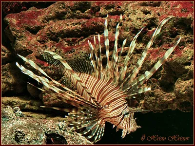 File:Rotfeuerfisch.Pterois miles. Рыба-зебра, рыба-лев. DSCF1392WI.jpg -  Wikimedia Commons