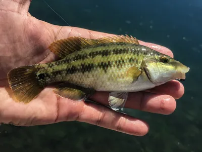 Глазчатая зеленушка (Symphodus ocellatus) – adriaticnature